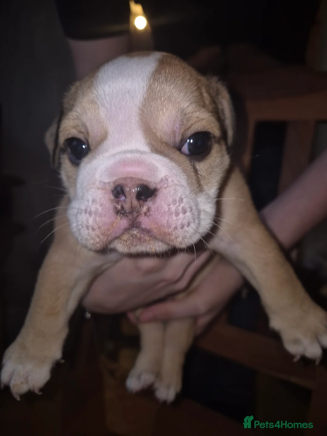 English Bulldog dogs for sale: Beautiful Red and White KC English Bulldog Puppies - Advert 16