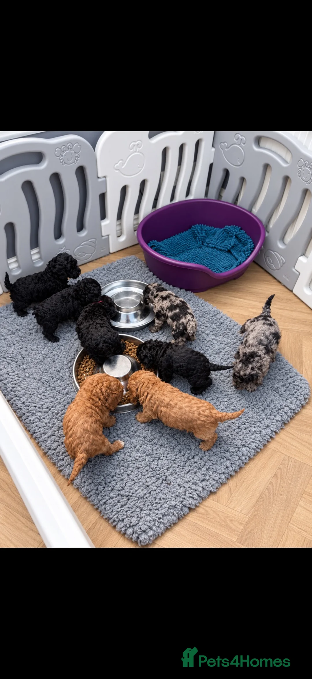 Labradoodle dogs for sale: Our Therapy Dog has had a gorgeous litter - Advert 2