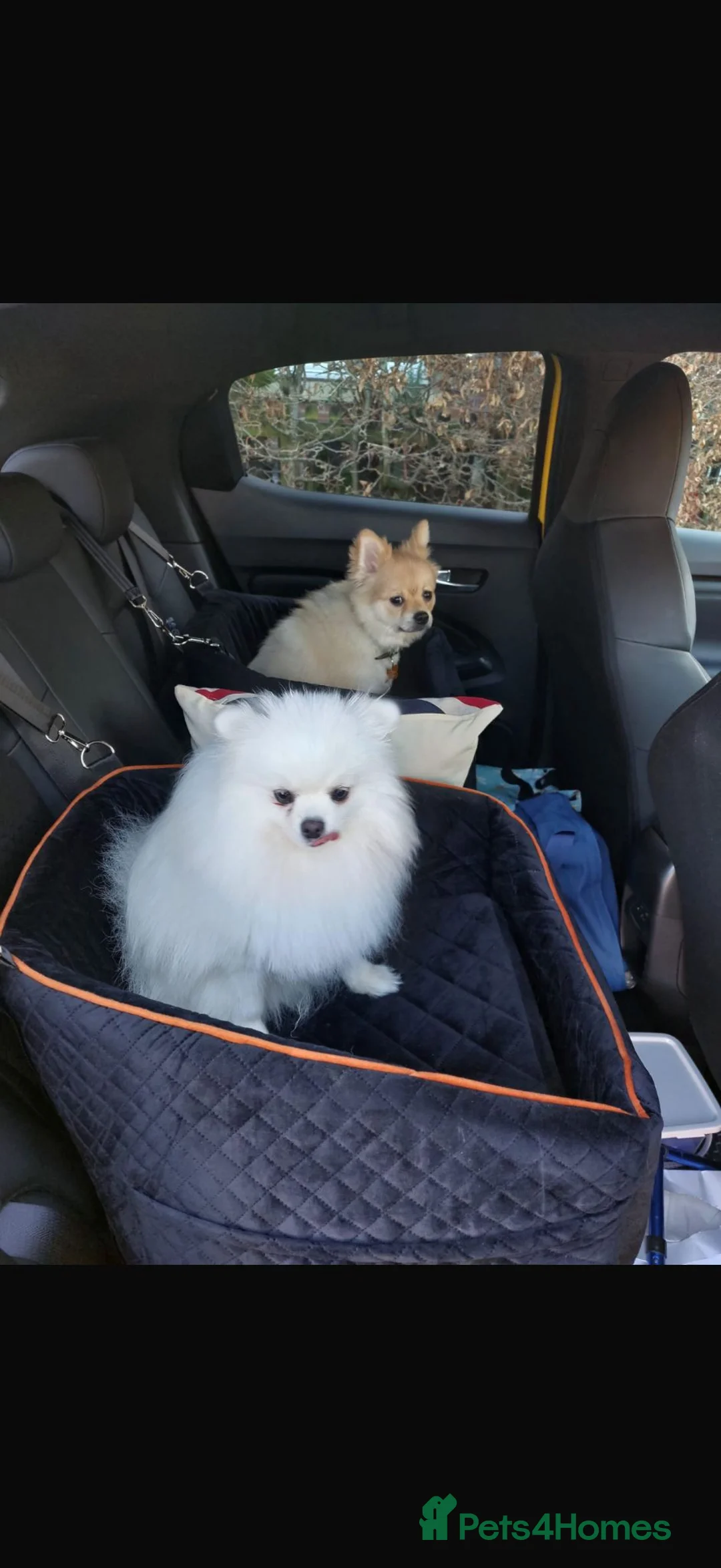 Pomeranian dogs for sale: Bambi wanted - Advert 2