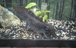 Other/Mixed Breed fish for sale: 2 Adult Axolotls – Sold individually or as a pair - Image 2