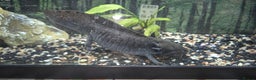 Other/Mixed Breed fish for sale: 2 Adult Axolotls – Sold individually or as a pair - Advert 2