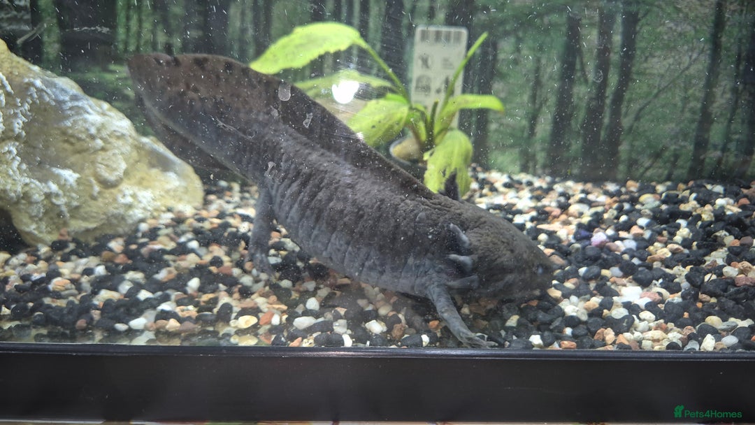 Other/Mixed Breed fish for sale: 2 Adult Axolotls – Sold individually or as a pair - Image 2