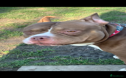 Mixed Breed dogs for sale: Stunning female pocket bully age 3 - Image 4