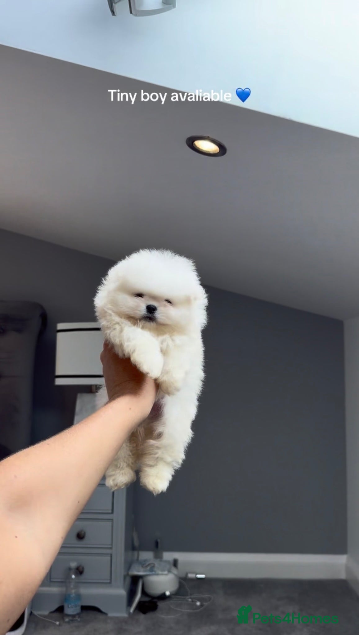 Pomeranian dogs SHOW QUALITY KOREAN WHITE POMERANIAN PUPPIES  - Advert 2