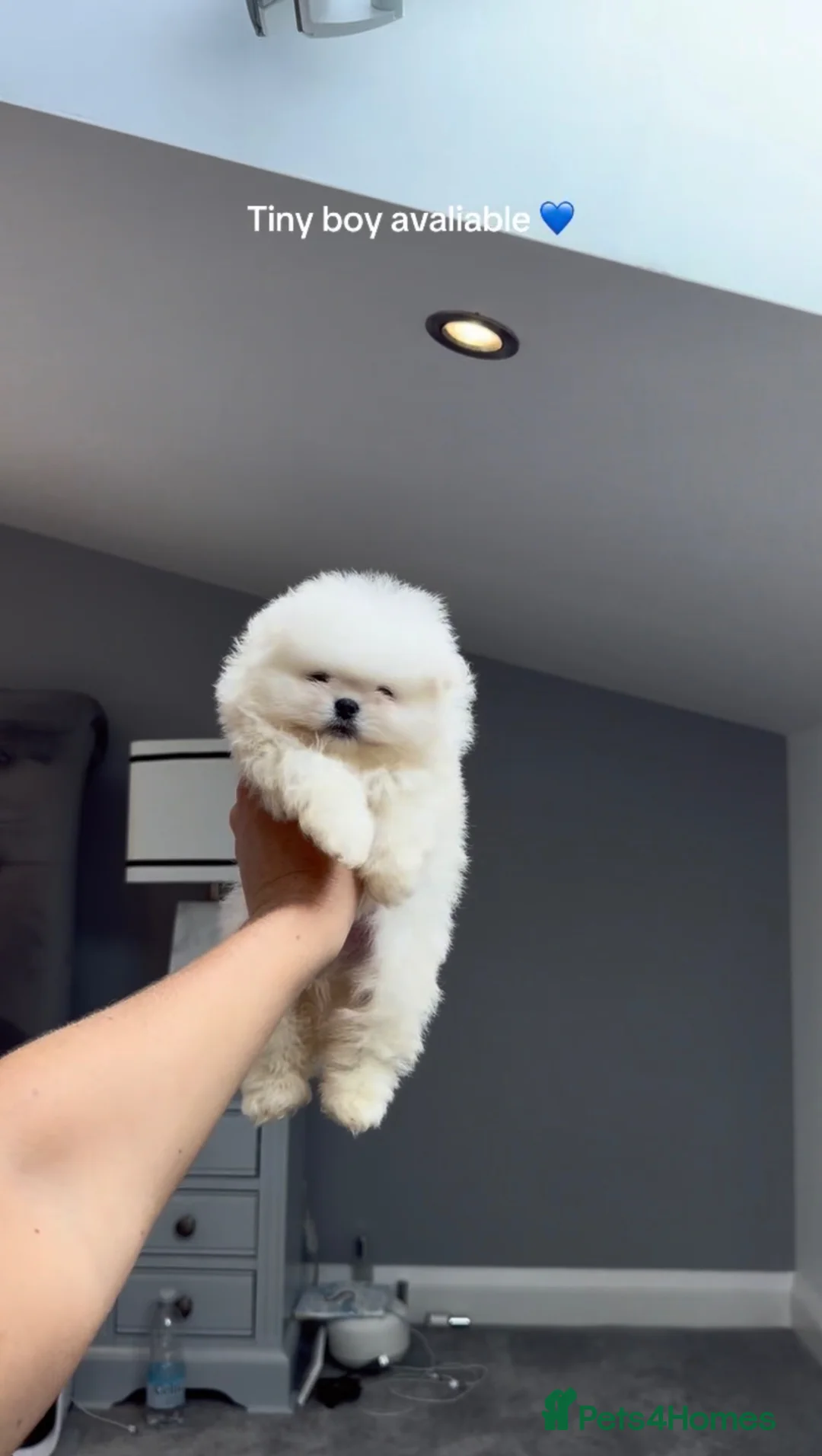 Pomeranian dogs for sale: SHOW QUALITY KOREAN WHITE POMERANIAN PUPPIES  in Wolverhampton - Advert 2