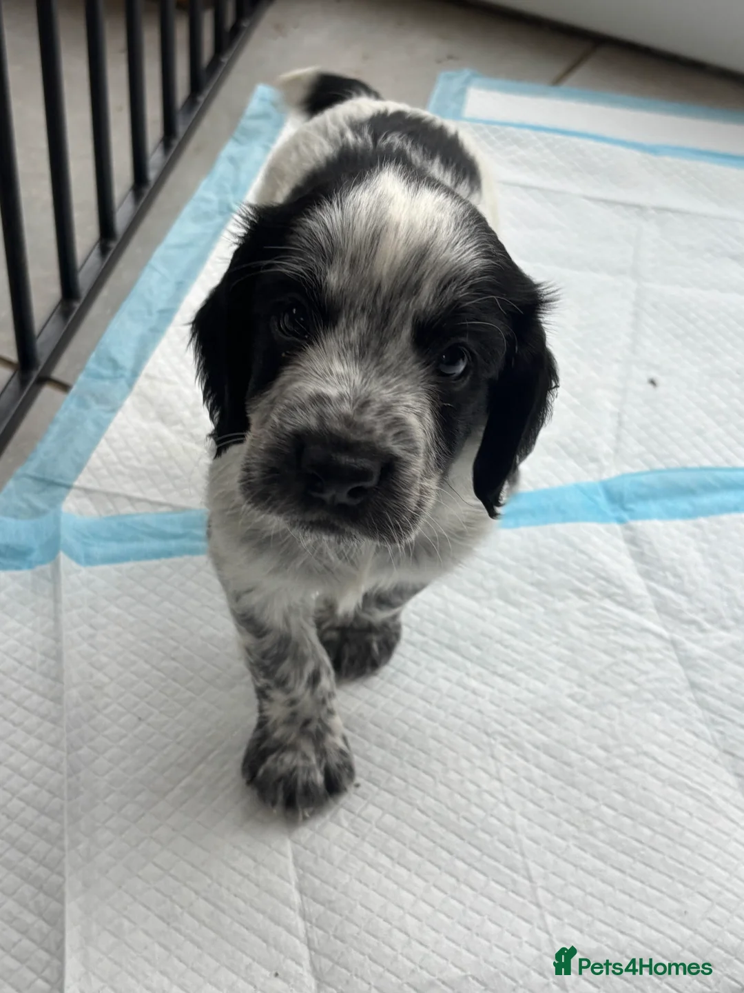 Cocker Spaniel dogs for sale: Working cocker spaniel puppies  - Advert 10