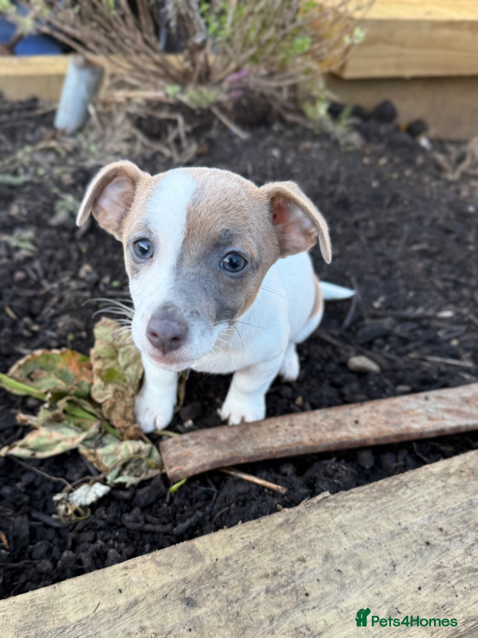 Jack Russell dogs for sale: ‘Naughty’ Jack Russell Pups  in Kilgetty - Advert 8