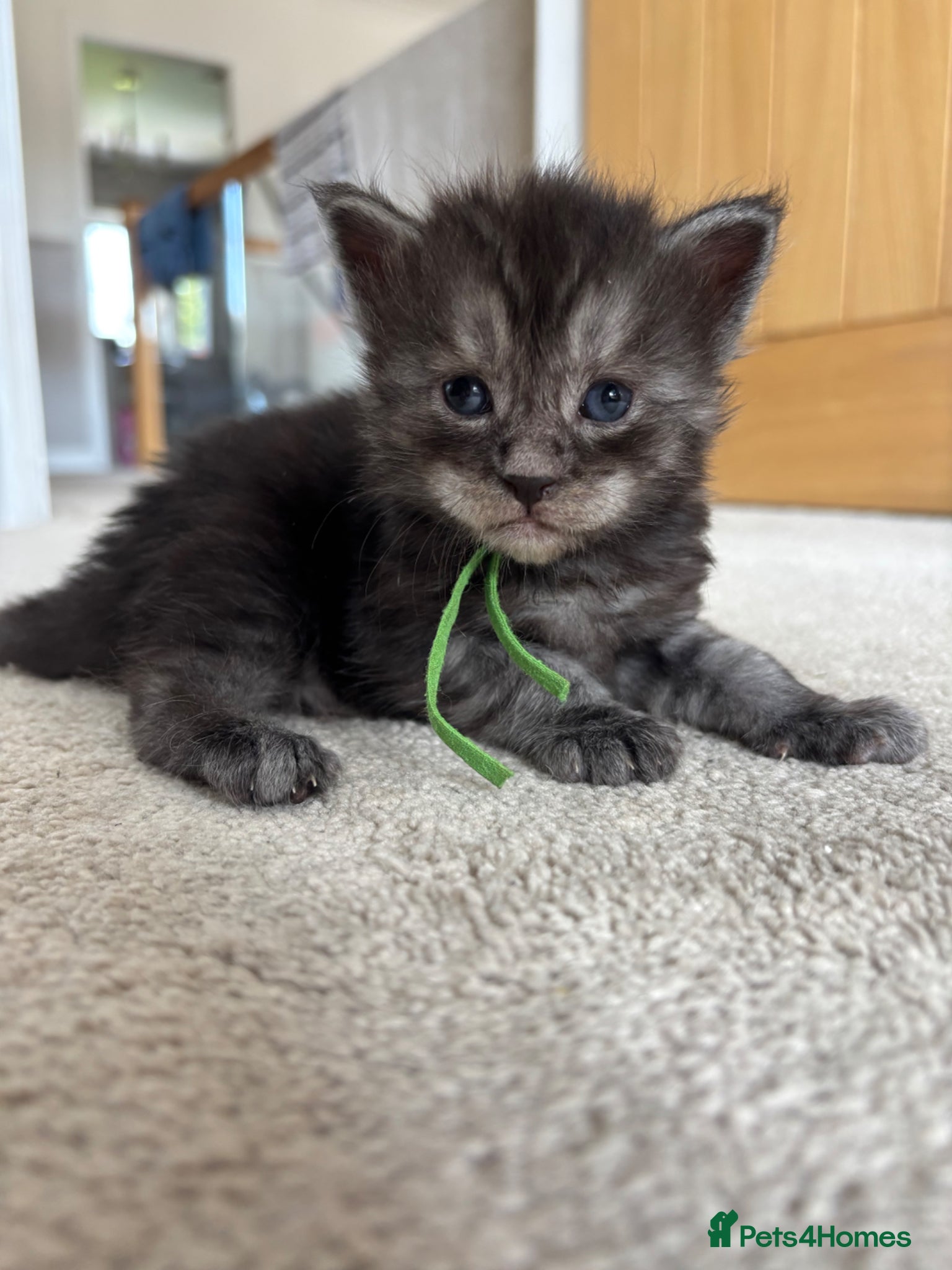 Maine Coon cats for sale: TICA Maine Coon Kittens  - Advert 31