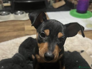 Miniature Pinscher dogs Kc registered Mini pinschers 1 boy left - Advert 2