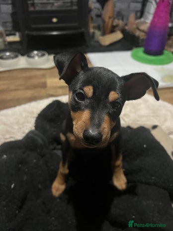 Miniature Pinscher dogs Kc registered Mini pinschers 1 boy left - Advert 4