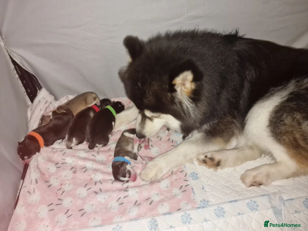 Pomsky dogs for sale: Stunning F3 pomsky puppys  - Advert 2