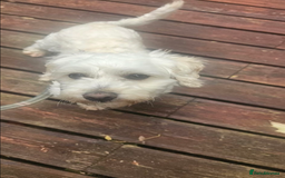 Mixed Breed dogs for adoption: Petrie - Image 2