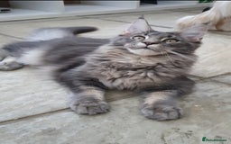 Maine Coon cats for sale: 🏅GCCF🏅 champion line pure maine coon in Waltham Cross - Image 6