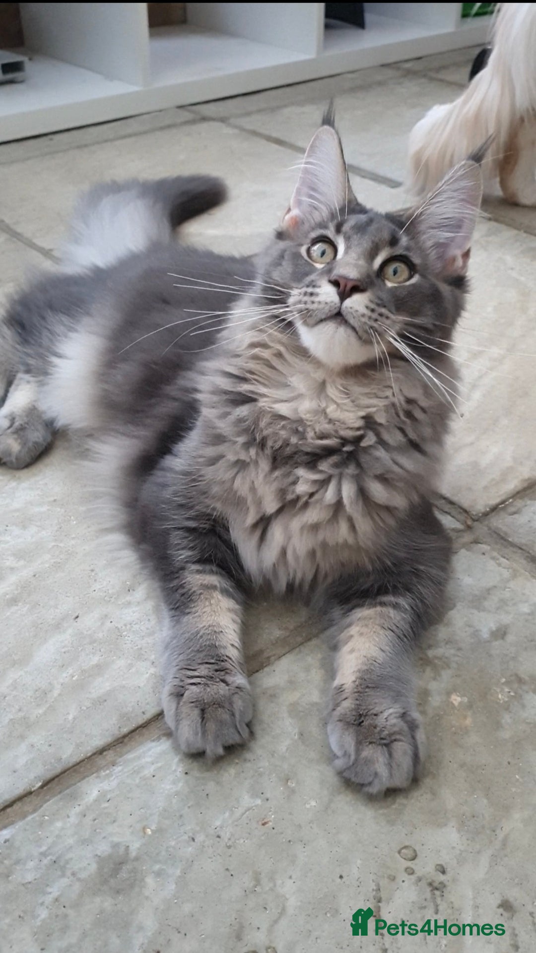 Maine Coon cats for sale: 🏅GCCF🏅 champion line pure maine coon in Waltham Cross - Image 6