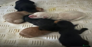 Labrador Retriever dogs - Advert 12