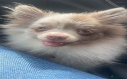 Pomeranian dogs for sale: 4 month old Merle Pomeranian boy  - Image 1