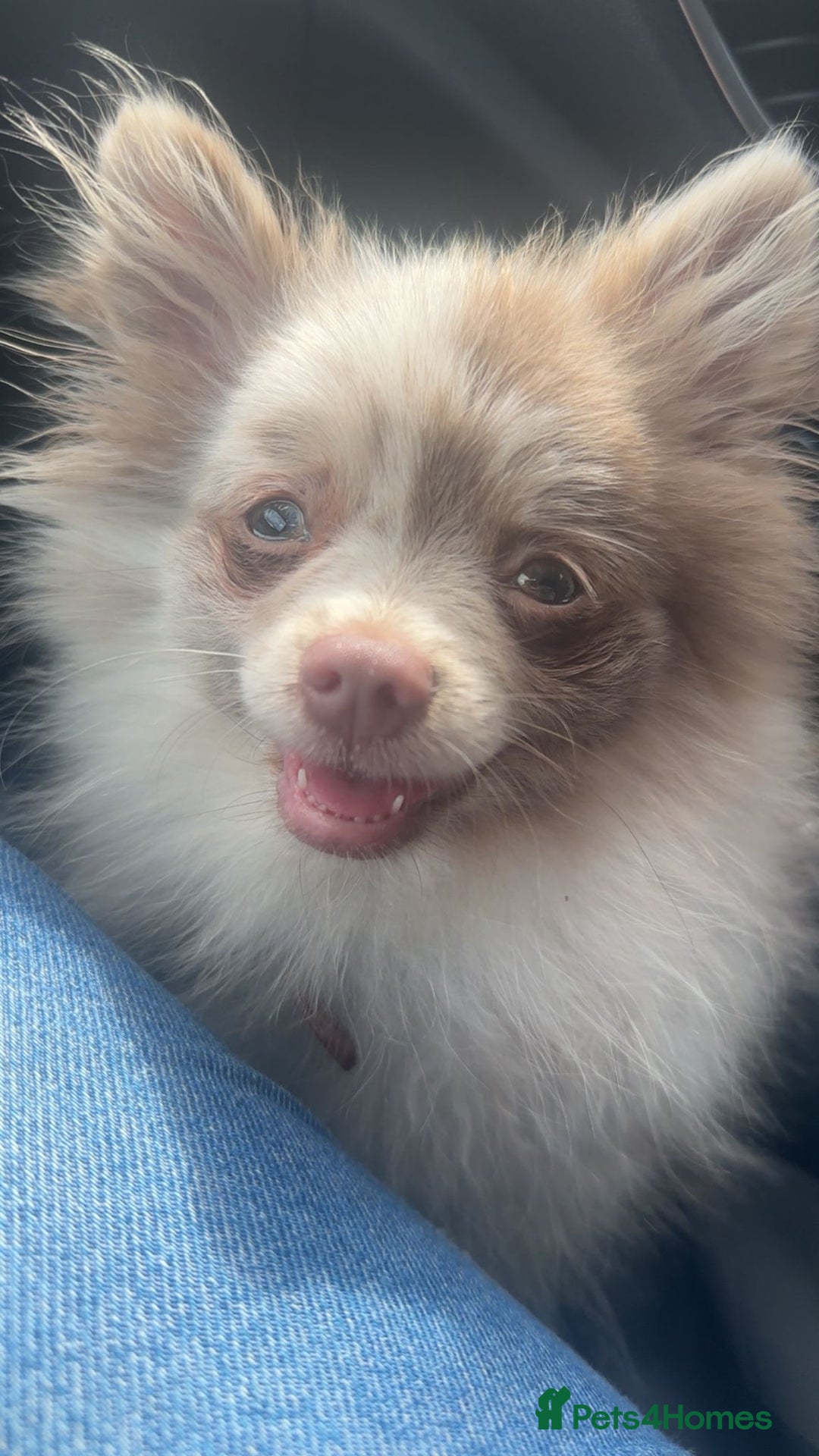 Pomeranian dogs for sale: 4 month old Merle Pomeranian boy  - Image 1