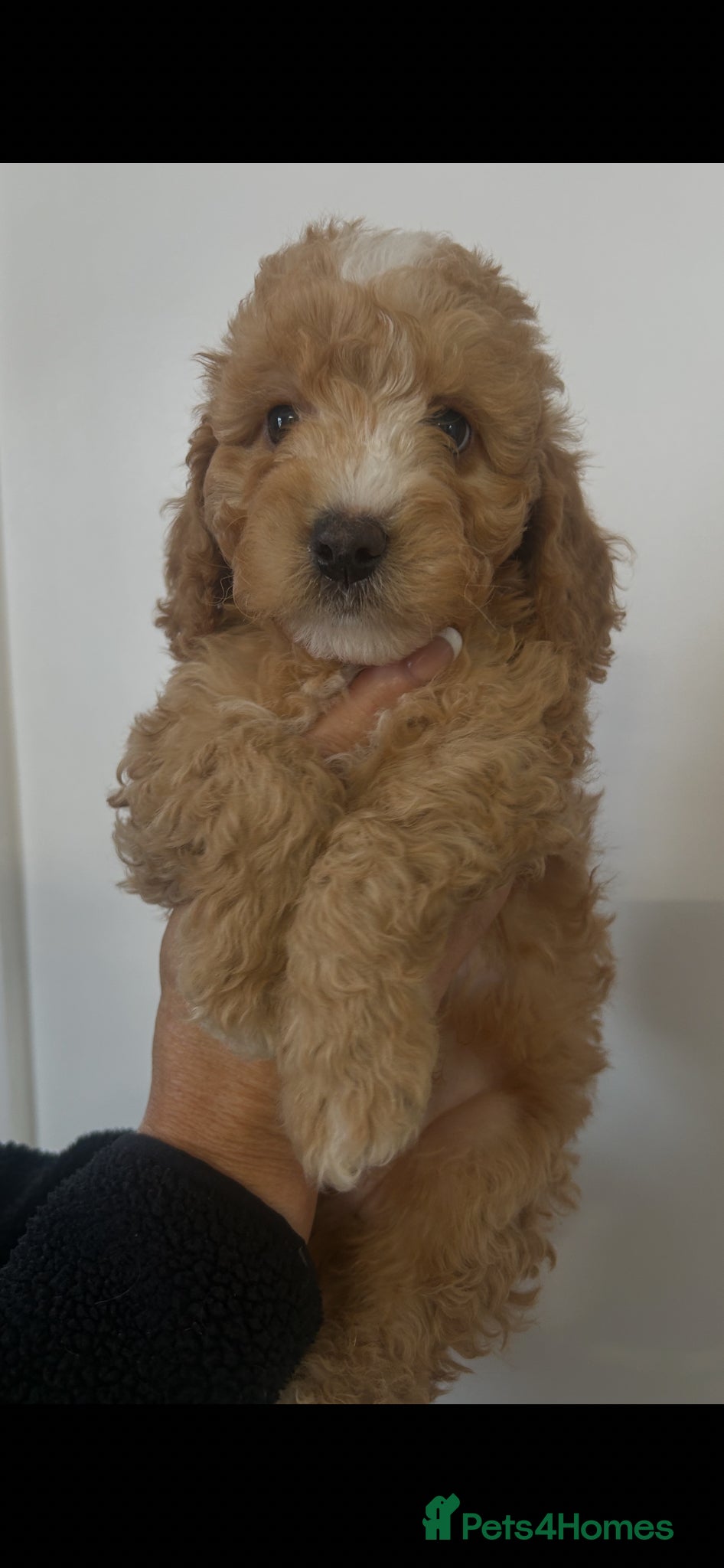 Cockapoo dogs Stunning Cockapoo puppies - Advert 12