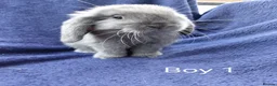 Mini Lop rabbits for sale: Mini lop babies  - Advert 4