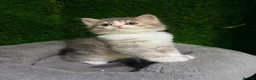 Mixed Breed cats for sale: Beautiful Fluffy Grey Female Kitten  - Advert 3