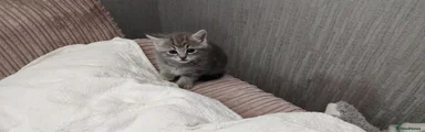 Russian Blue 2 