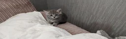 Russian Blue cats for sale: BEAUTIFUL RUSSIAN BLUE KITTENS 8 WEEKS OLD - Advert 5