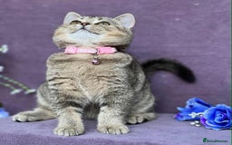 British Shorthair cats for sale: OPEN TO OFFERS TICA registered BSH kittens - Image 36