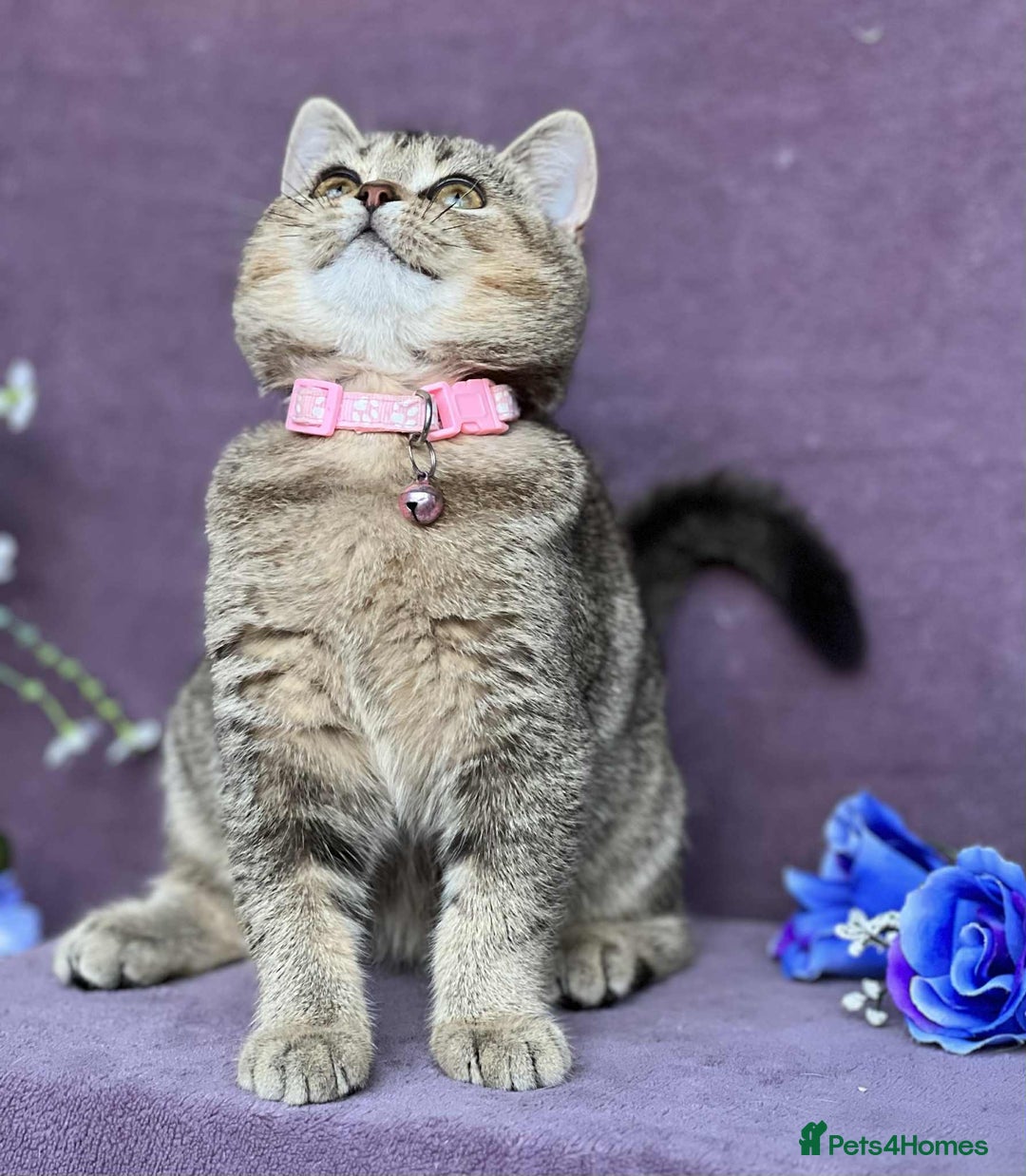 British Shorthair cats for sale: OPEN TO OFFERS TICA registered BSH kittens - Image 36