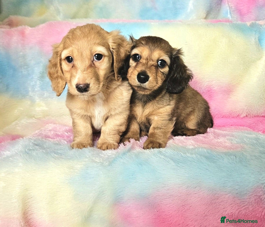 Miniature Dachshund dogs Long haired mini dachshunds  in Peterborough - Advert 1