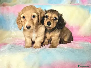 Miniature Dachshund dogs Long haired mini dachshunds in Peterborough - Advert 1