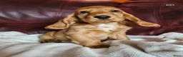 Cocker Spaniel dogs for sale: Cocker Spaniels Ready Now!!!!! - Advert 18