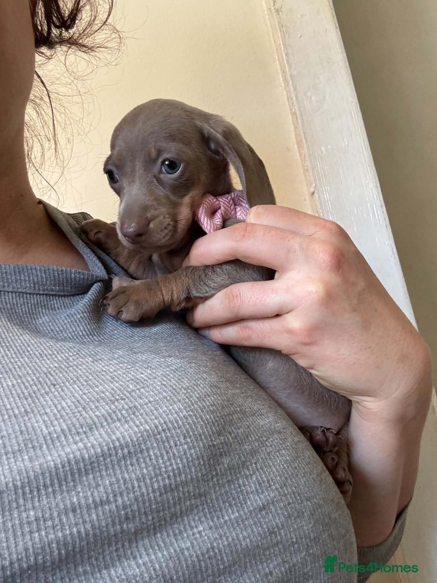 Dachshund dogs 9 Miniature Dachshunds – Ready 19th October! - Advert 3