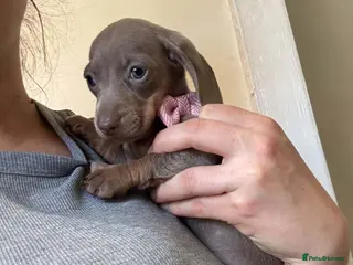 Dachshund dogs 9 Miniature Dachshunds – Ready 19th October! - Advert 3
