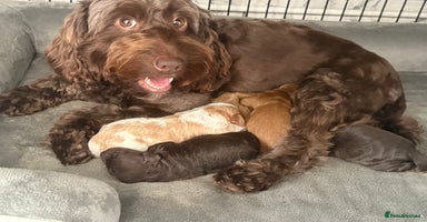 Cockapoo dogs - Advert 7