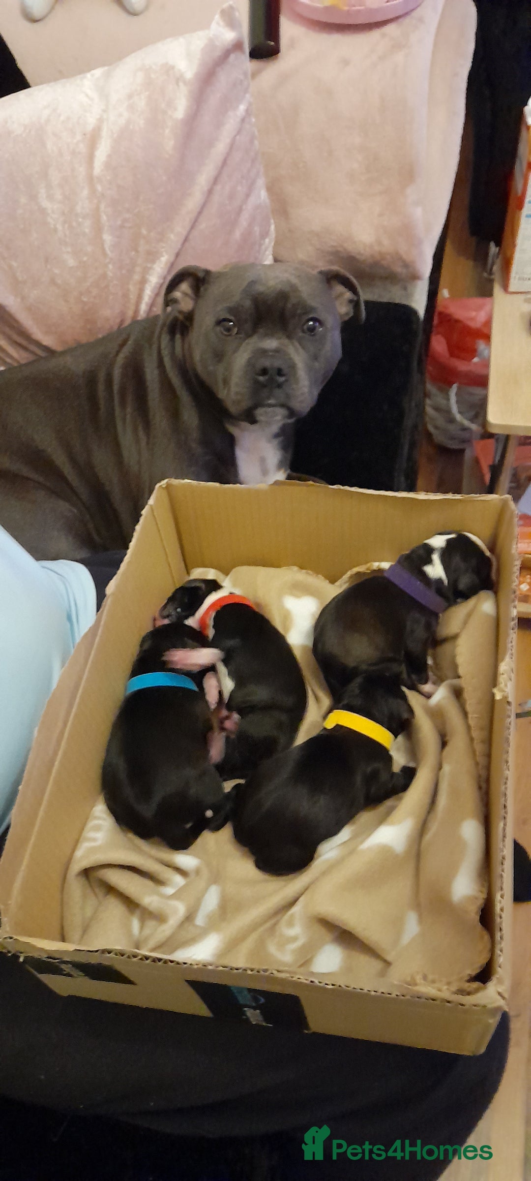 Mixed Breed dogs for sale: Staffy x Cocker Spaniel  - Advert 24