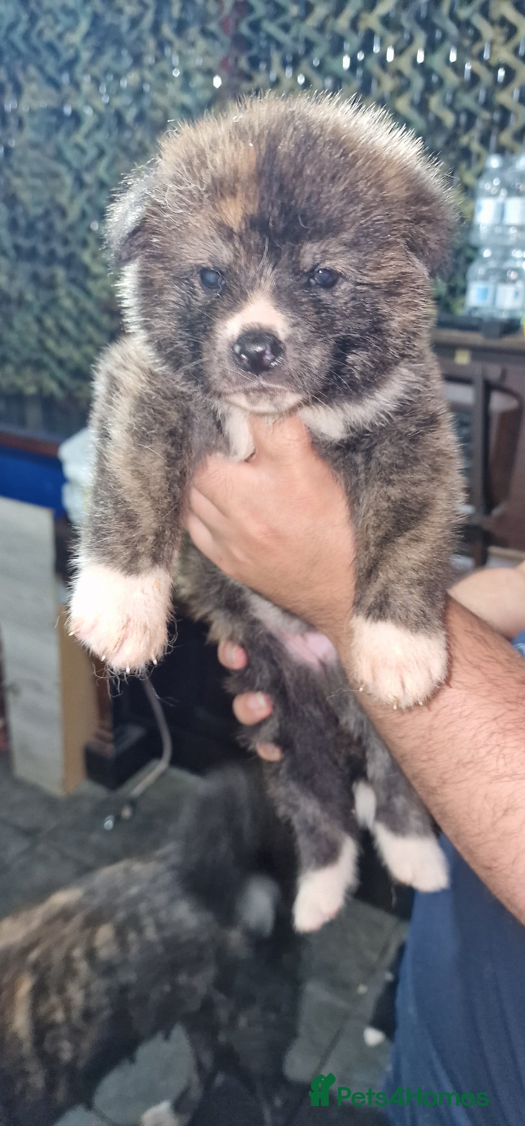 Akita dogs for sale: Akita Inu Japonese - Image 19