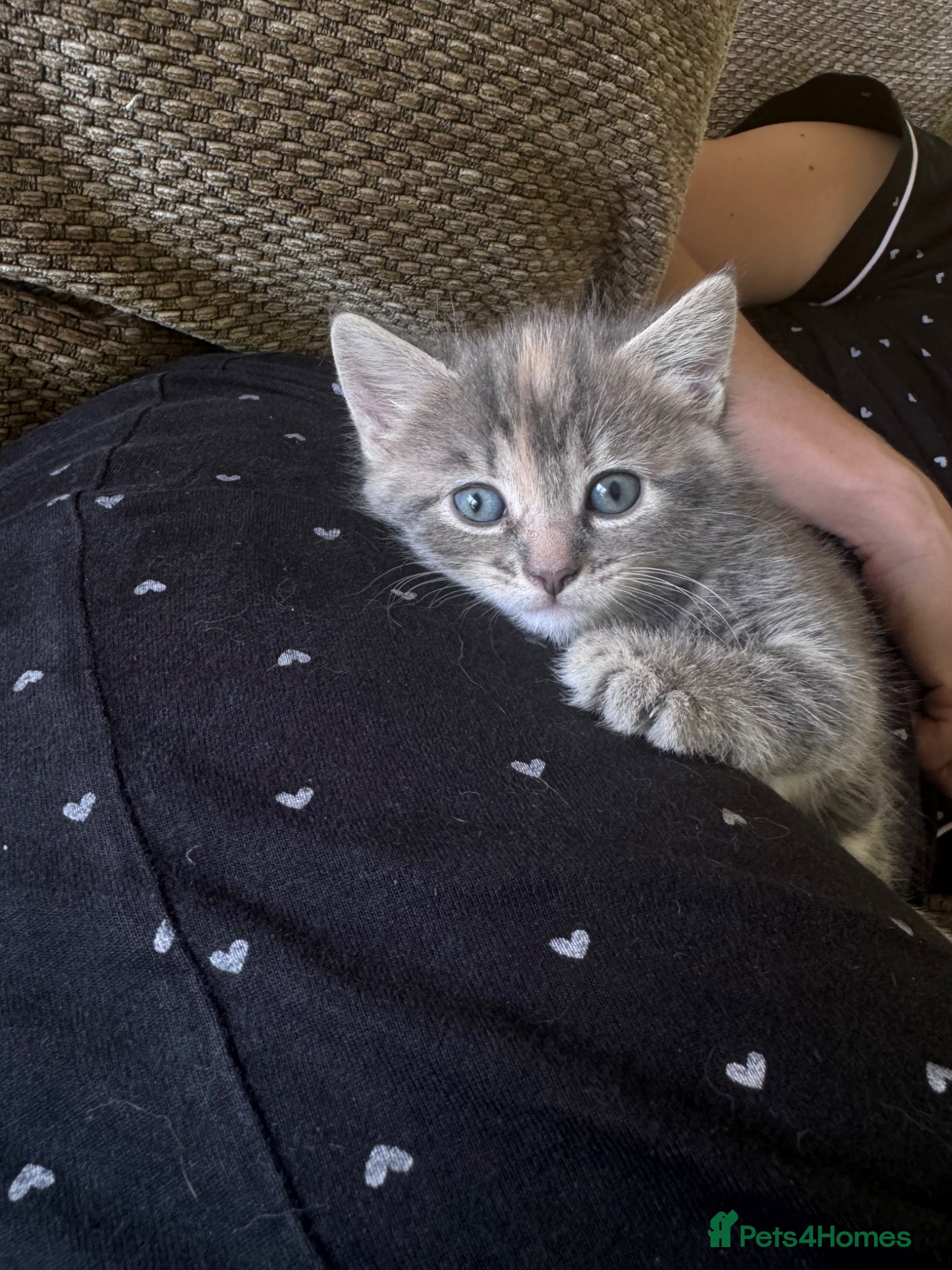 Mixed Breed cats for sale: Gorgeous fluffy affectionate kittens  in Cirencester - Advert 11