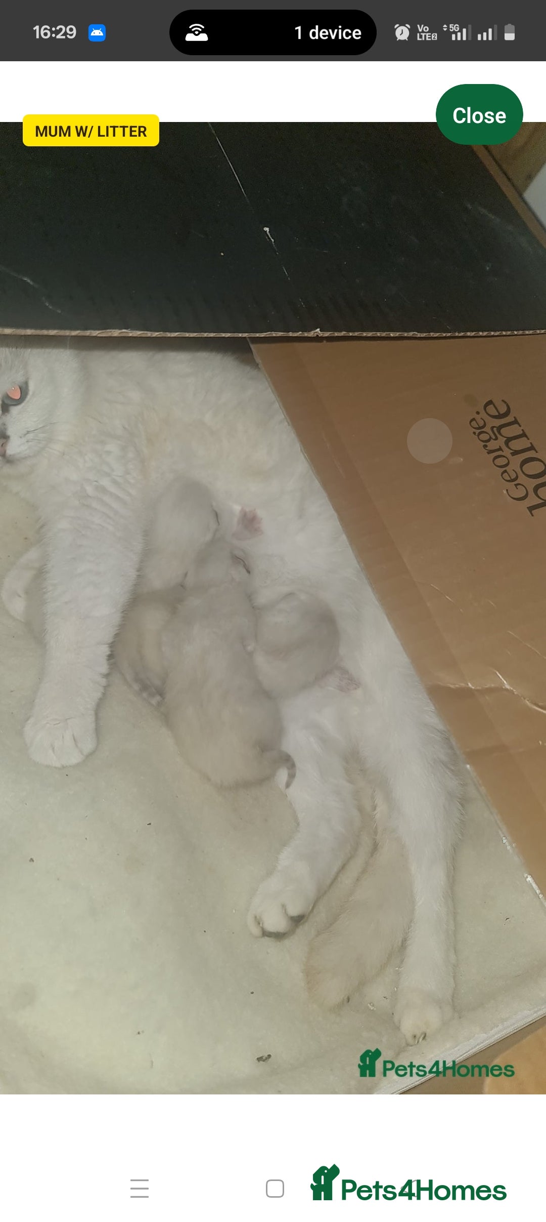British Shorthair cats for sale: full pedigree british short hair girl  - Image 6