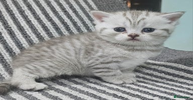 British Shorthair cats - Advert 10
