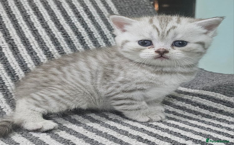 British Shorthair cats - Advert 10