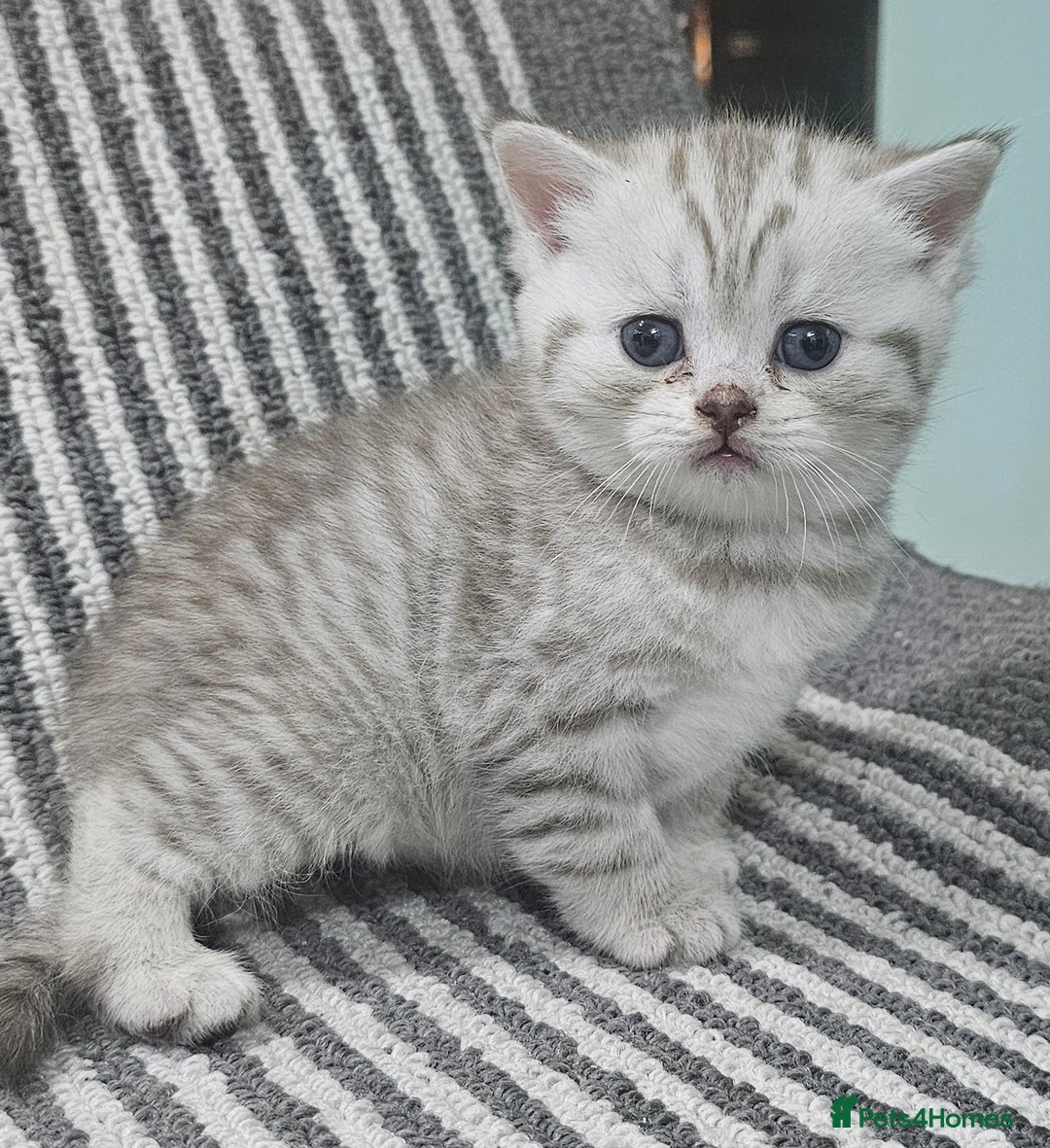 British Shorthair cats for sale: Beautiful silver tabby british shorthair kittens  - Image 2