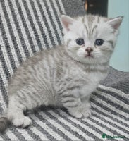 British Shorthair cats - Advert 1