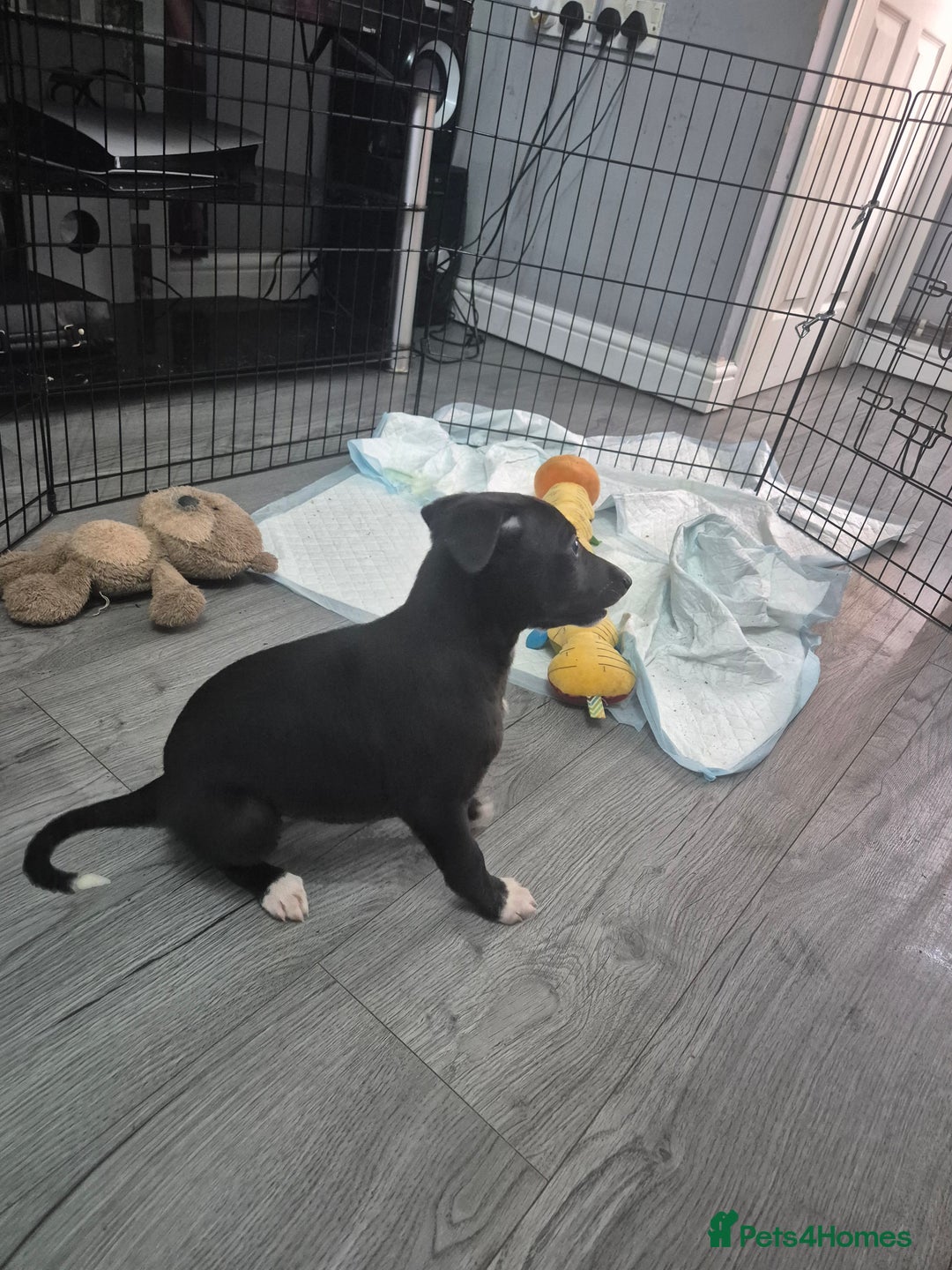 Whippet dogs for sale: 3 lovey whippet puppies  - Image 4