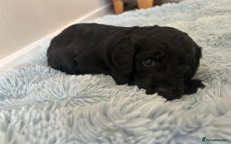 Cockapoo dogs for sale: 🖤BEAUTIFUL COCKAPOO FOR SALE🖤 - Advert 7