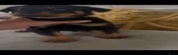Rottweiler dogs for sale: Stunning litter of Rottweiler babies  - Advert 19