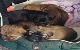 Shih Tzu dogs for sale: Beautiful trio colours Shihtzu puppies 1 left ❤️ - Image 5