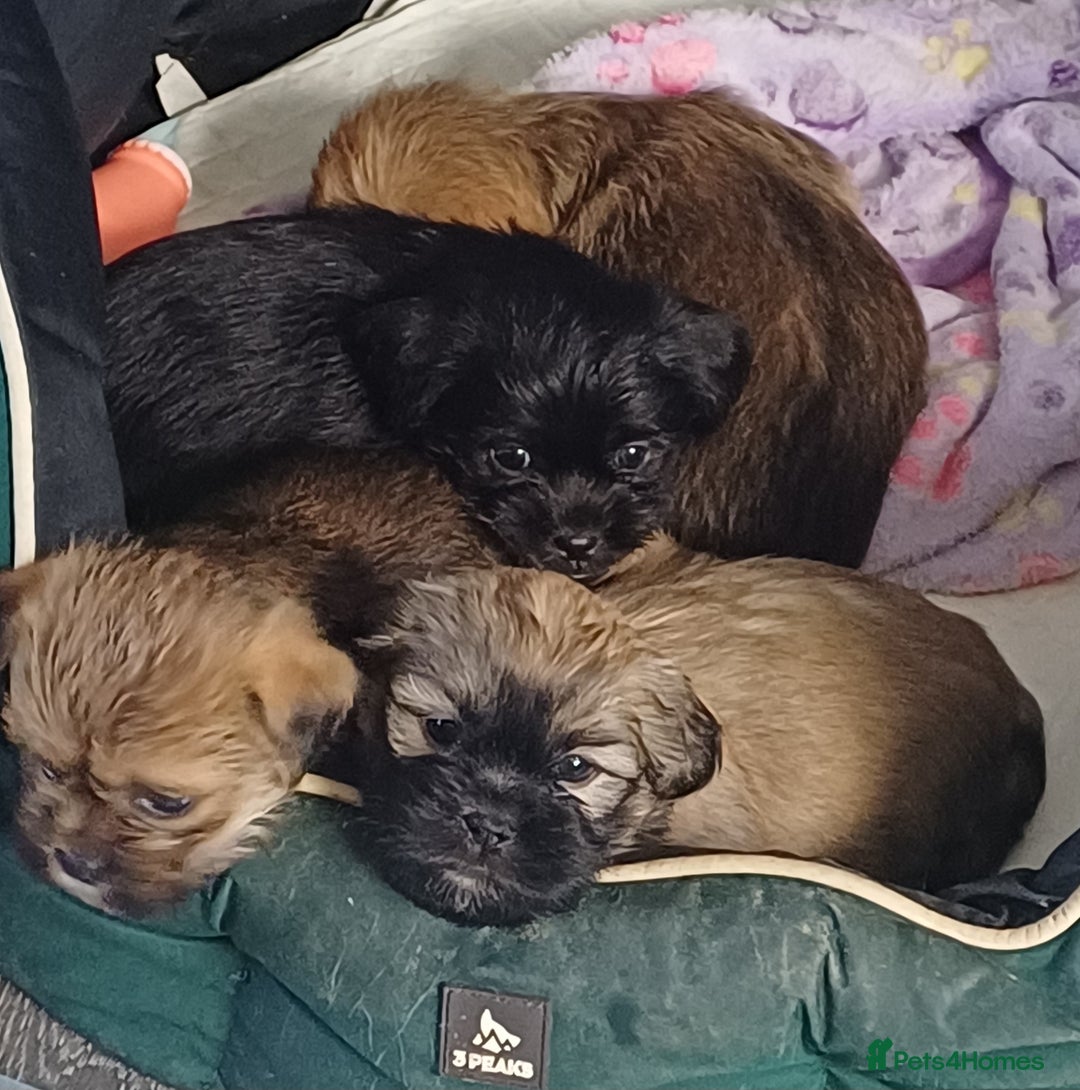 Shih Tzu dogs for sale: Beautiful trio colours Shihtzu puppies 1 left ❤️ - Image 5