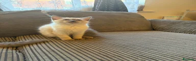 Ragdoll 4
