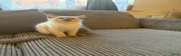 Ragdoll cats for sale: Ragdoll kittens ready to leave - Advert 6