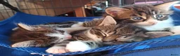 Mixed Breed cats for sale: ❤️Tiny Paws, Big Hearts Ready for Loving Home soon - Advert 31